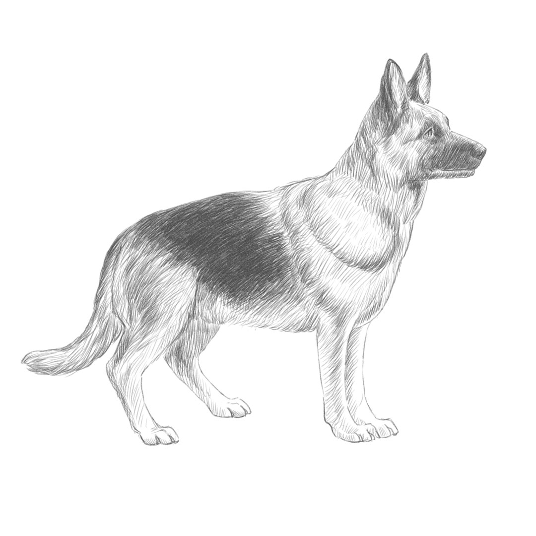 Illus Handbuch Schafalp